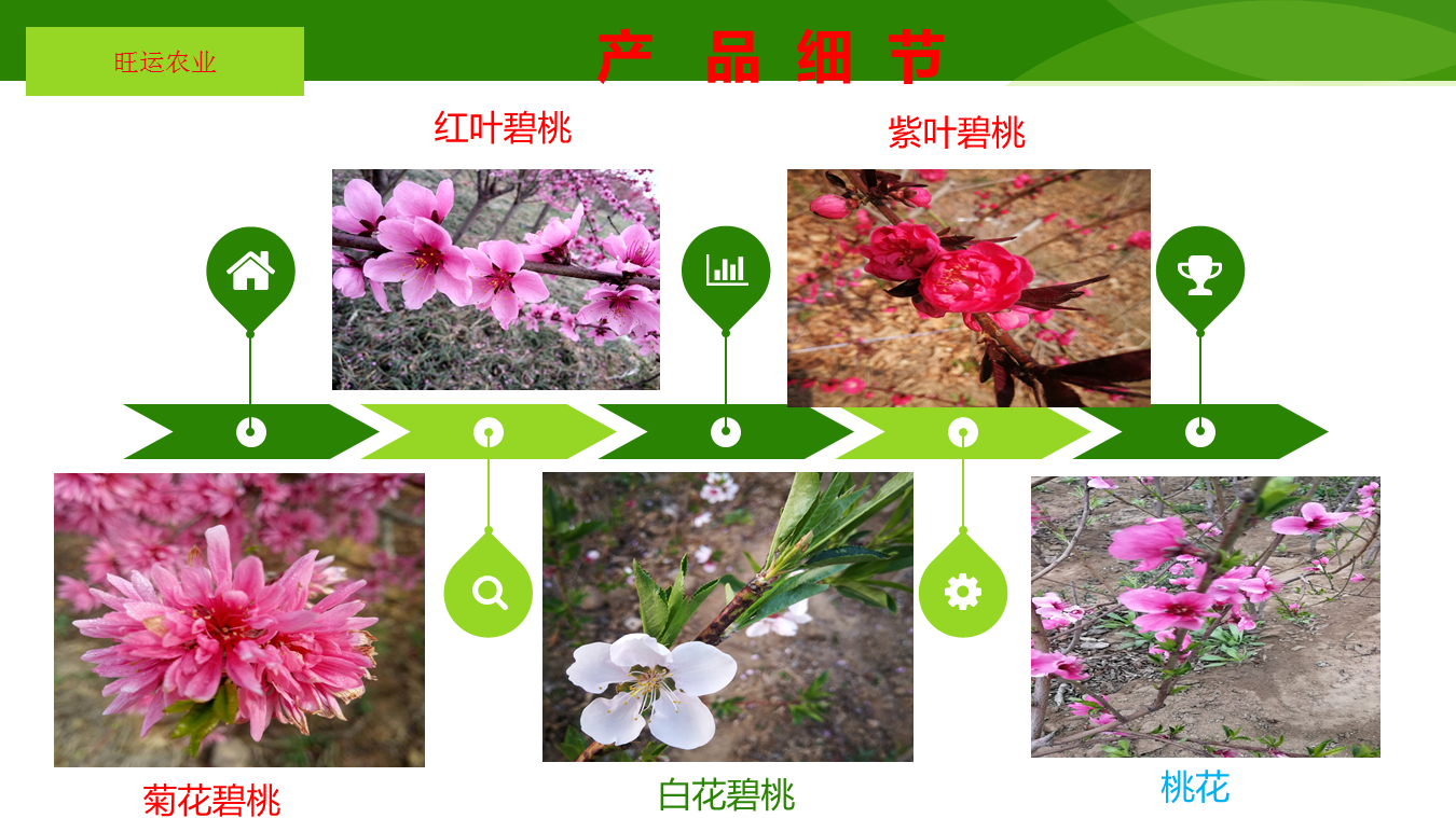 Dropping branch green peach with 1.5 meters branching points, red and white flower varieties, mostly formed by spring grafting for two years