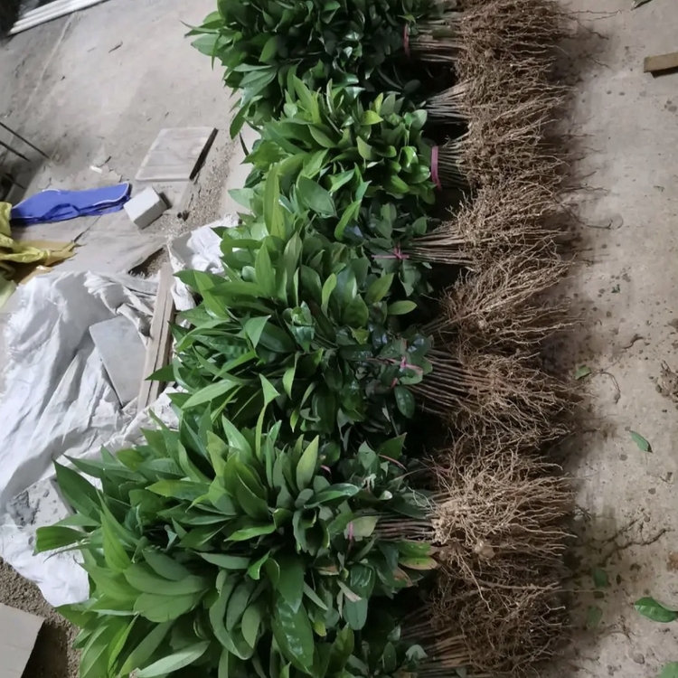 Sanming Cinnamon Seedling Growing region Wholesale Cinnamon Seedling Cinnamon Seedling Base