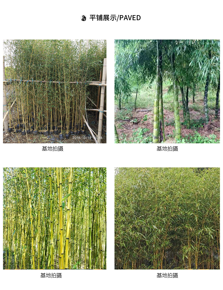 斑竹 金镶玉竹 湘妃竹 百万竹子基地 规格齐全 参天园林 产品关键词:湘妃竹子多少钱丛;斑竹推荐;金镶玉湘妃竹;湘妃竹价格;湘妃竹价格多少钱一 ...