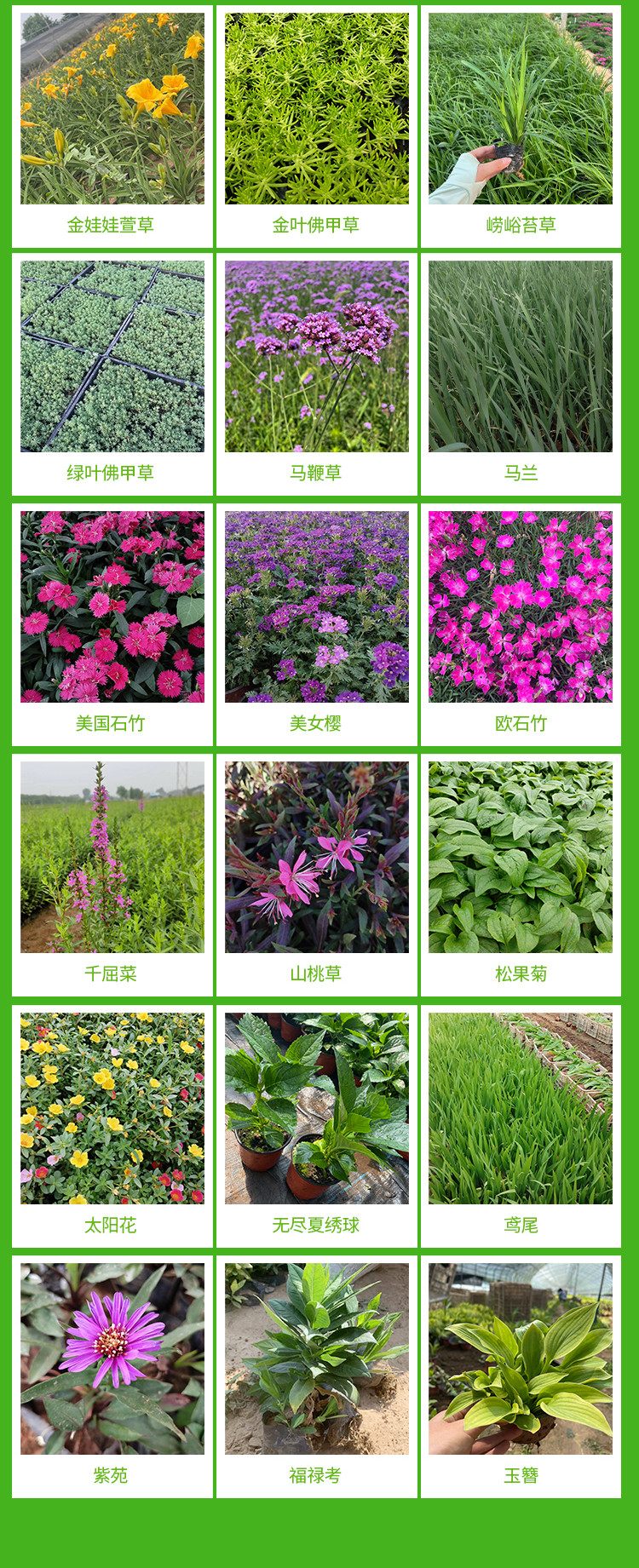 沐辉 雏菊 花色鲜艳 适应性较强 小区公园绿化 景区用工程苗