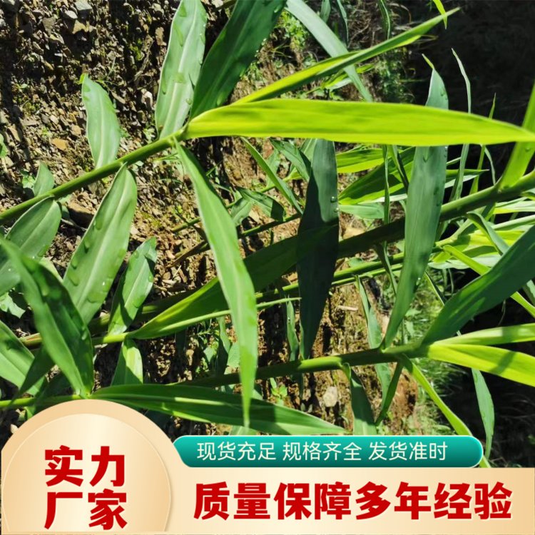 天然植物提取 天然珊瑚姜油 淡黄色透红液体 现 货直采 苗药生物
