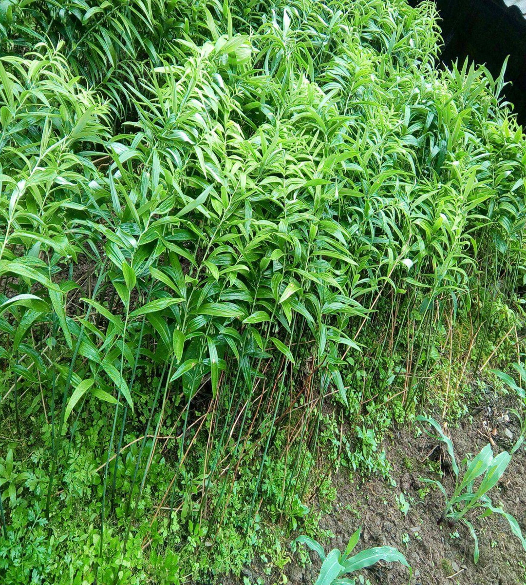 Planting Chinese toon seedlings in greenhouses requires selecting conditions that meet the requirements of a thick stem diameter, a dome, and a well-developed virus free root system