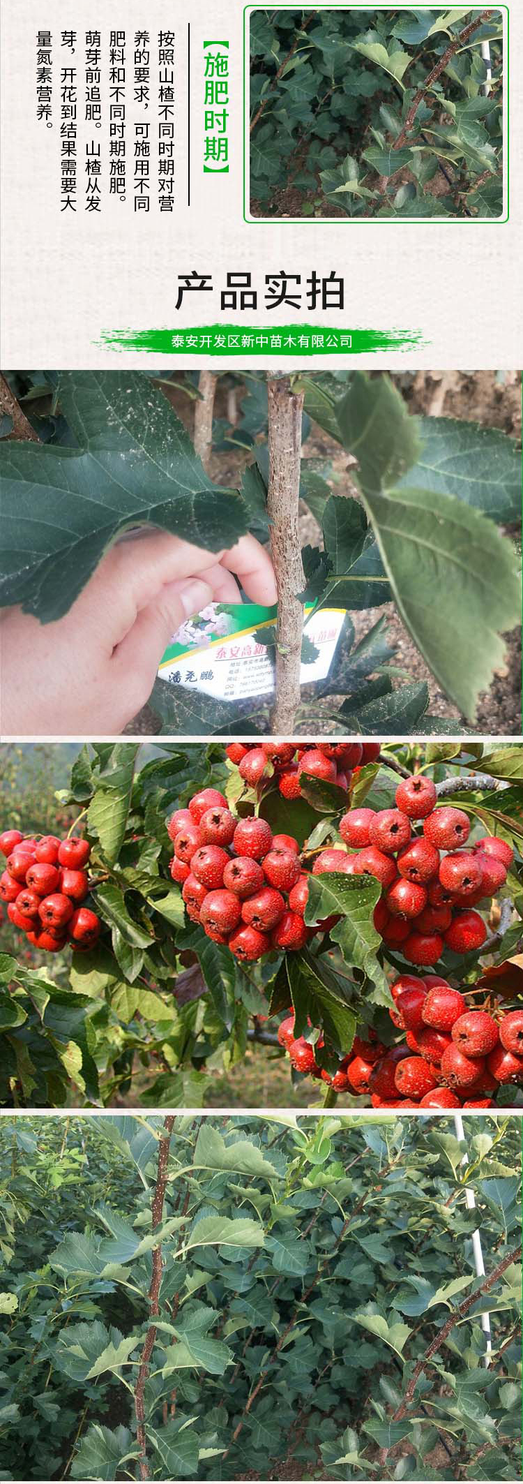 Hawthorn seedlings with a diameter of 1cm are easy to survive in the excavation of new Chinese hawthorn seedlings