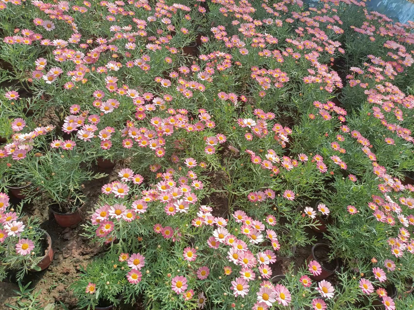 Wooden Chrysanthemum, Margaret Flower Seedlings, Potted Candy, Daisy, Daisy, Ji Xiaoju, Balcony, Garden, Potted Plants