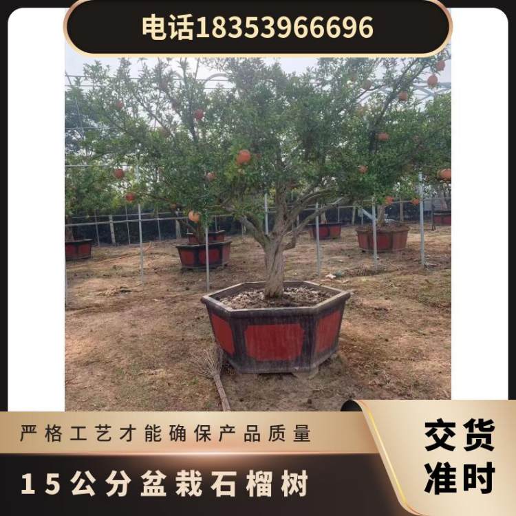 成活率好 规格14 15 20 25cm 四季种植 盆栽大红袍石榴树 观赏造型盆景