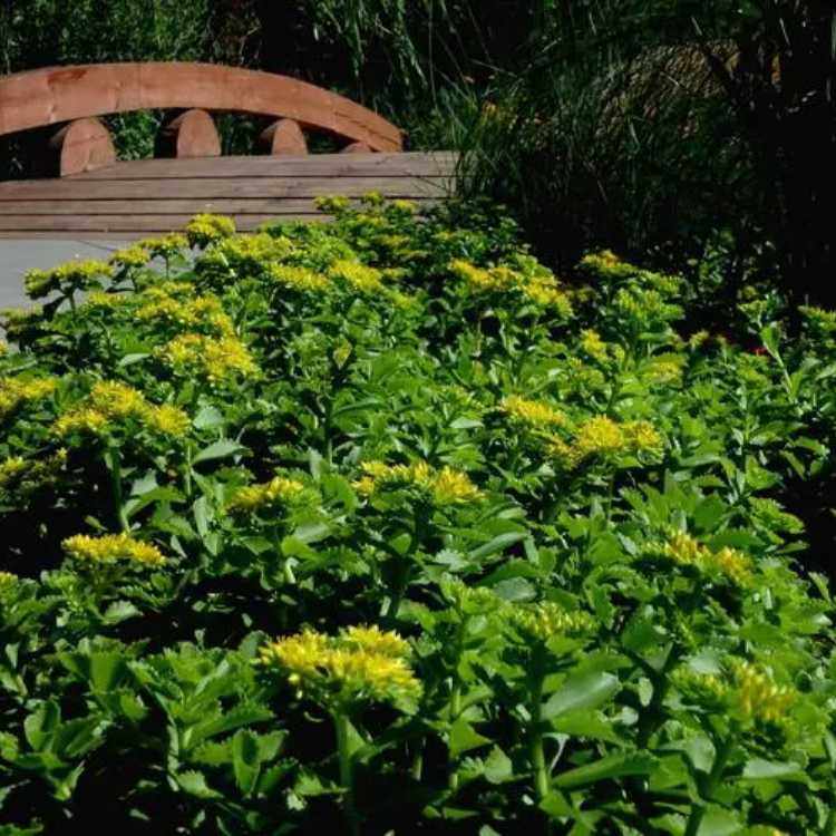 德国景天 杯苗 源头厂家基地 花坛花境阳台绿化观赏植物 耐寒耐旱