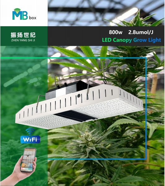 800W rooftop planting plants with strong lighting and wide radiation area provided by foreign growers