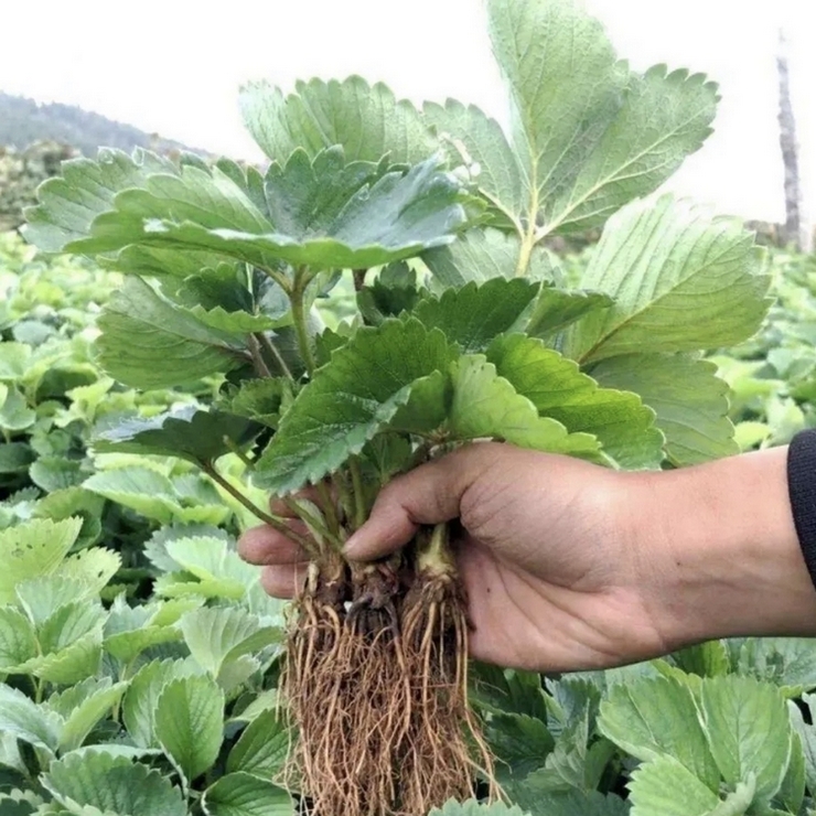 Primary source of goods from the origin Sweet Charlie Strawberry seedlings can be planted in low cost and controllable barren mountains and farmland