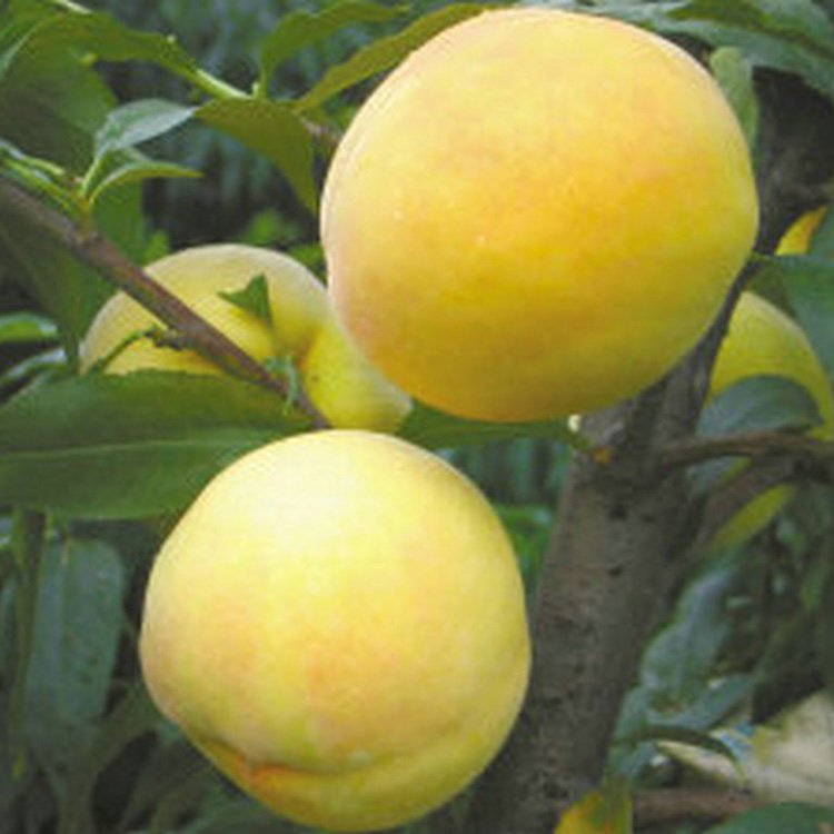 The grafting varieties of peach seedlings and mountain peach seedlings occupy land and are supplied by agricultural manufacturers in Dawangyun