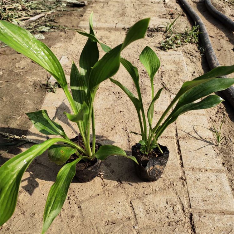 Flower leaf, golden border, purple flower, jade hairpin, farmer's direct hair, small seedlings, and large pots with complete specifications