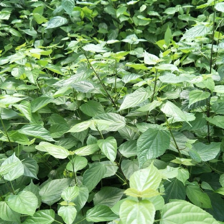 Direct sales of immortal tofu seedlings in the production area, direct supply of quality assurance in the production area, and sharing of planting techniques