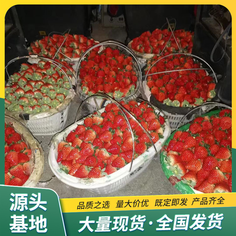 Cultivation and Use of Fragrant Berry Strawberry Seedling Picking Base Source Factory Results of the Year in Lufeng Horticulture