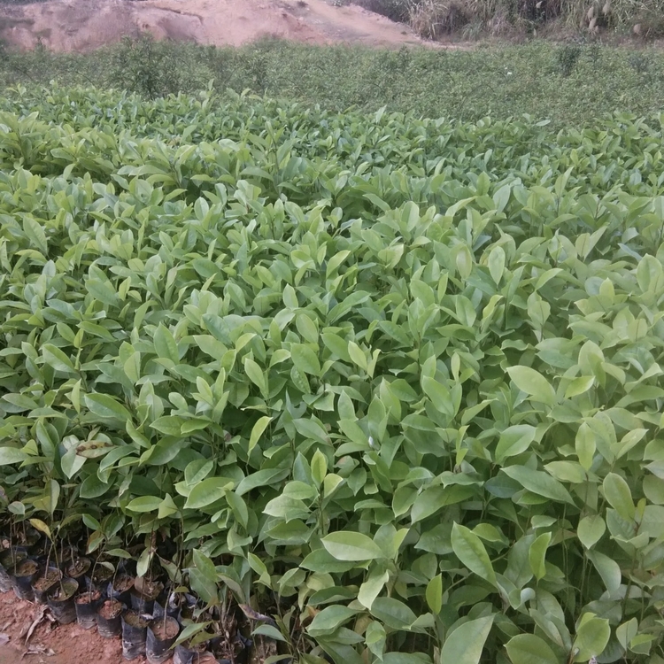 Wholesale of Fired Nanmu Seedlings Planting Base and Wholesale of Fired Nanmu Seedlings