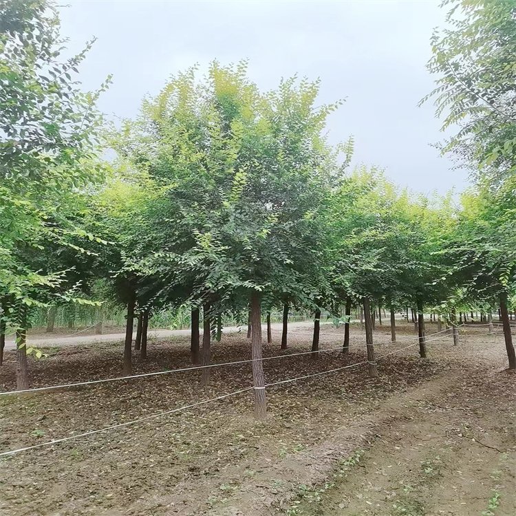 落叶乔木 金叶榆 美人榆树苗 花坛庭院小区园林绿化风景树