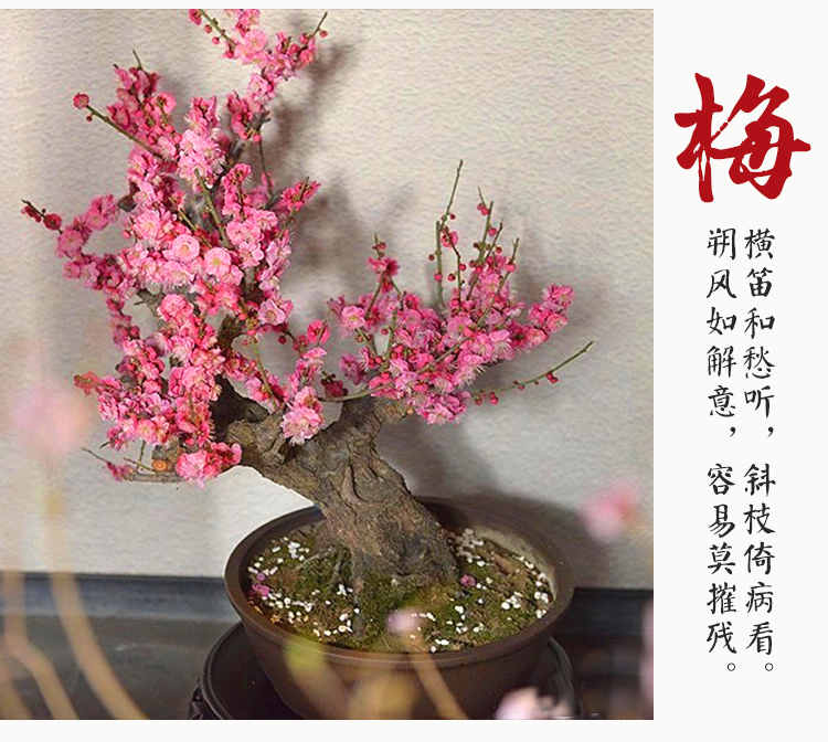 Selling 4 cm beautiful plum trees and 5 cm beautiful plum flowers for 35 yuan per scenic tree base