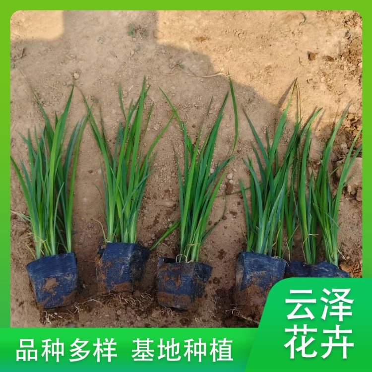 马蔺别名马兰花 白花护坡护土 庭院小区公园绿化栽植苗