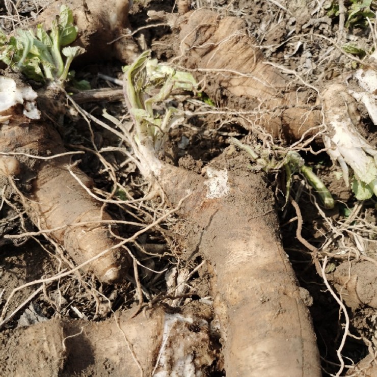 Perennial base supply of black ginseng seedlings, direct distribution of contracted cultivation management technology, pure and reliable quality