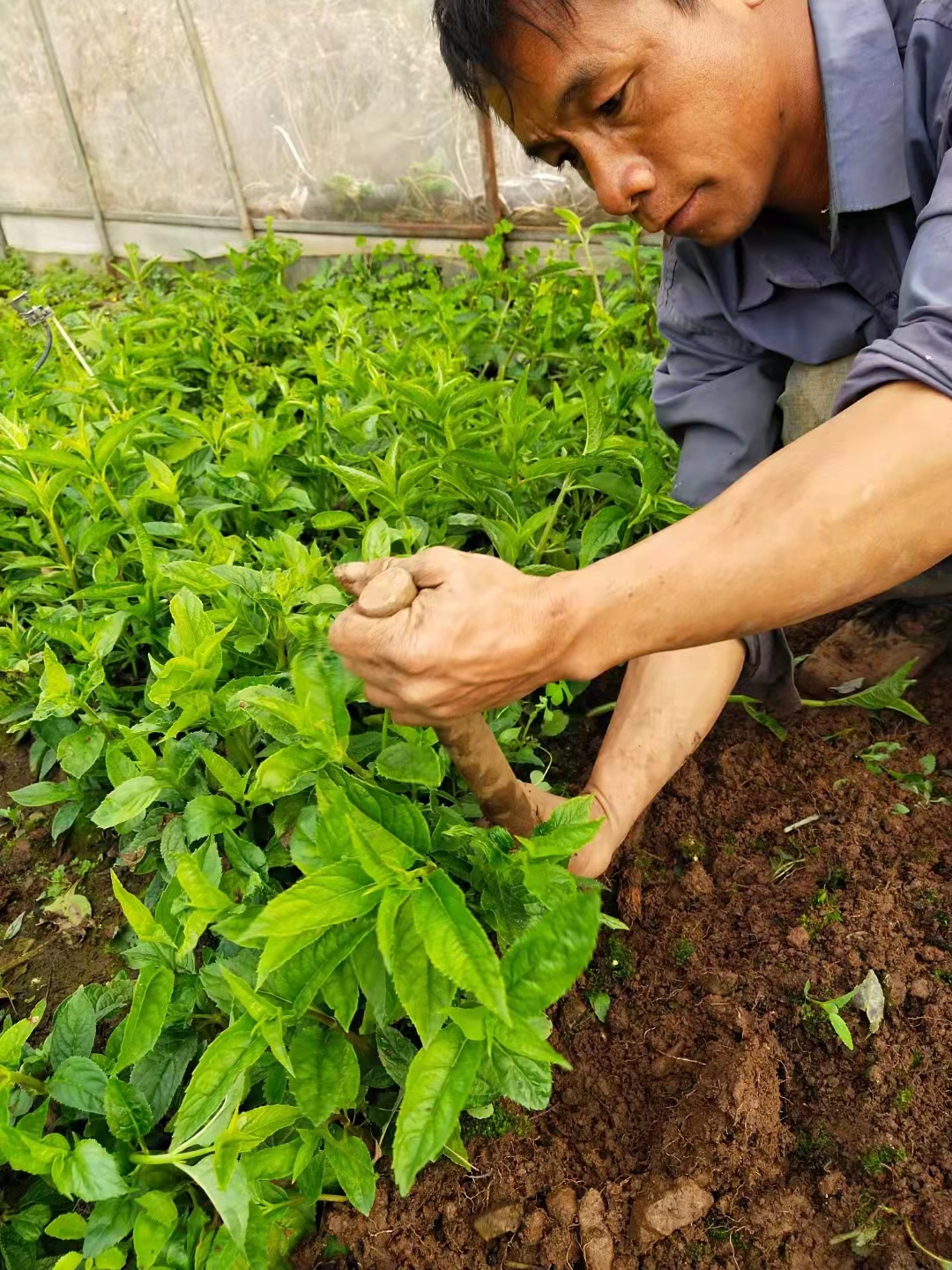 High quality red fruit ginseng 60 public farms container seedlings 1 year bag authentic seedlings Spider fruit fruit planting base