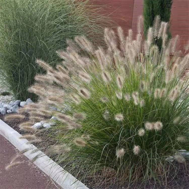 Nursery Direct Supply White Beauty Pennisetum Small Seedlings Potted Flower Sea Seedlings Ornamental Grass Base