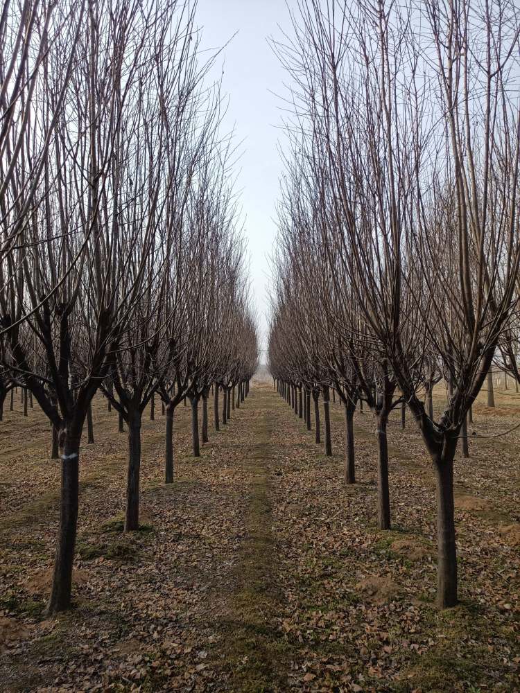 基地批发紫叶李树苗绿化树木庭院观叶行道风景红叶李