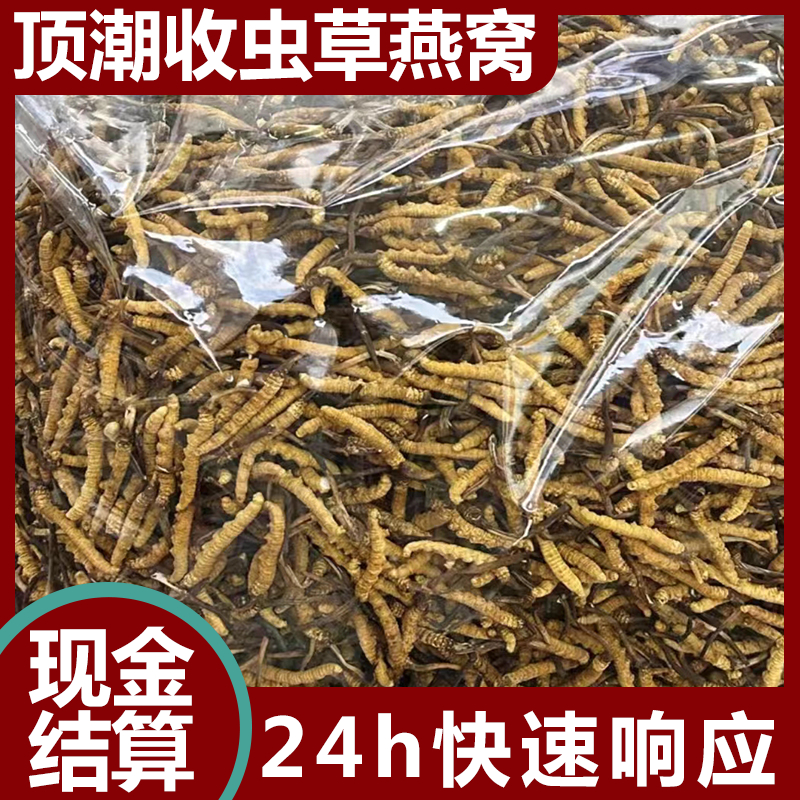 清 远虫草回收 随叫随到 24小时在线 散装礼盒装均可 顶潮