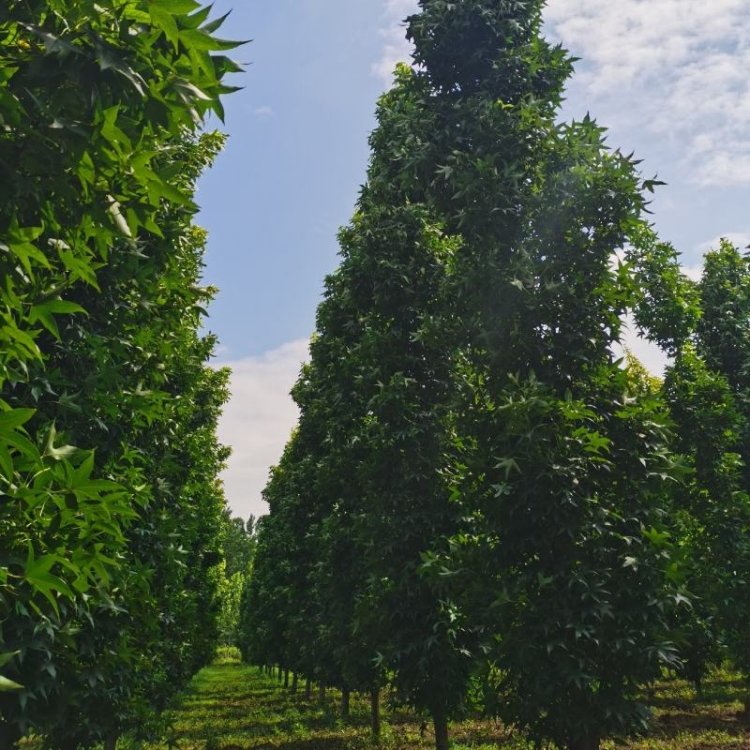 窄冠北美枫香剪影 落叶乔木 适应性强 寿命长 行道树庭荫树园林观赏树