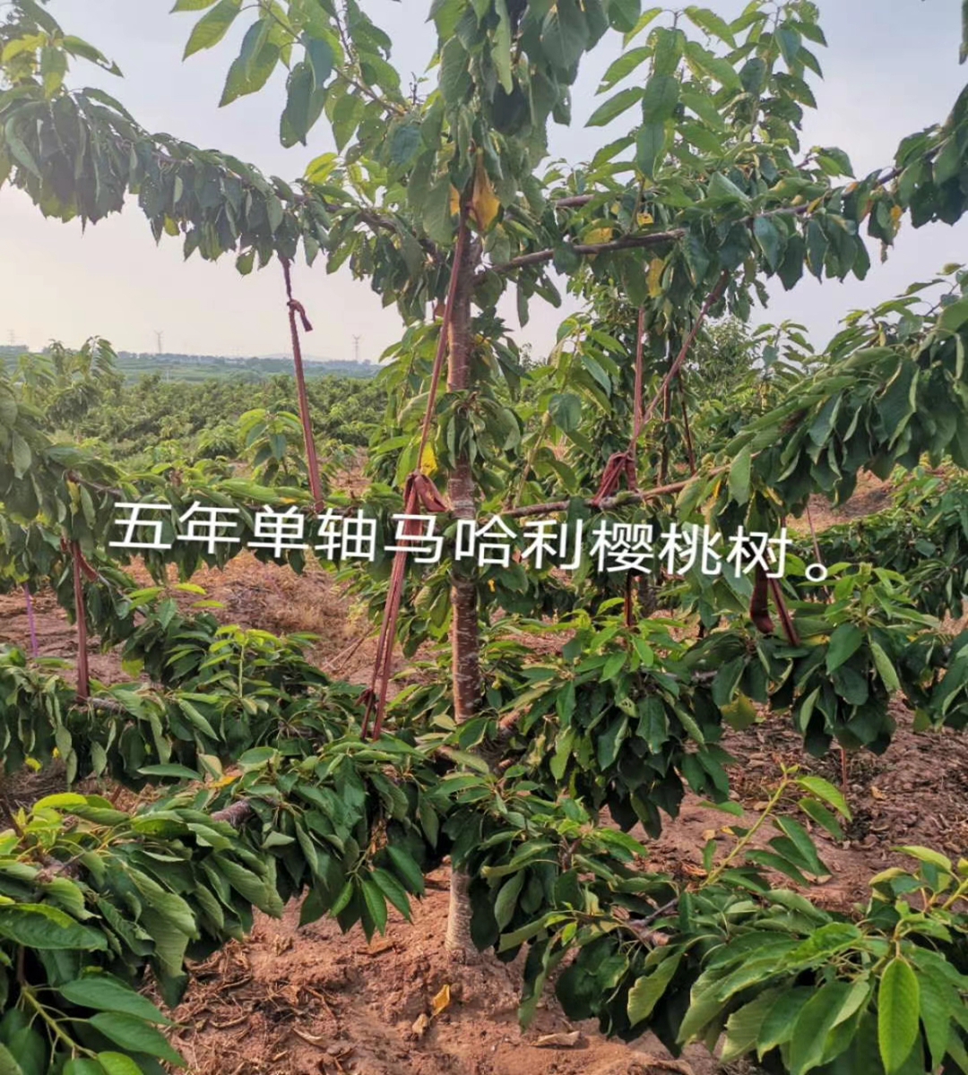 Yellow cherry seedling variety Huangmibinku Brilliant and mature, sweet and not sour, with a bright and slightly reddish color