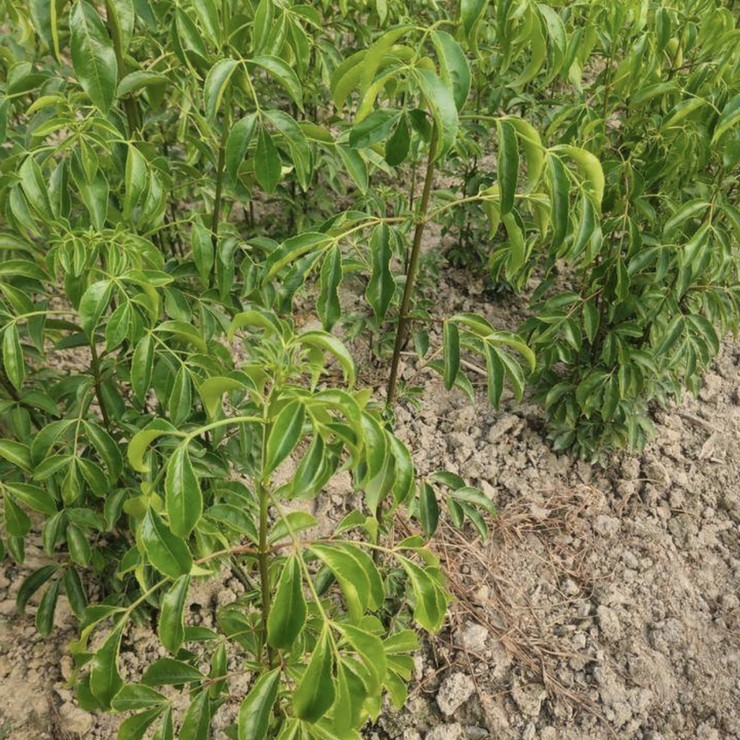 Direct supply of chicken-eye seedlings from the production area, direct distribution of contracted education, planting management technology, and pure and reliable quality