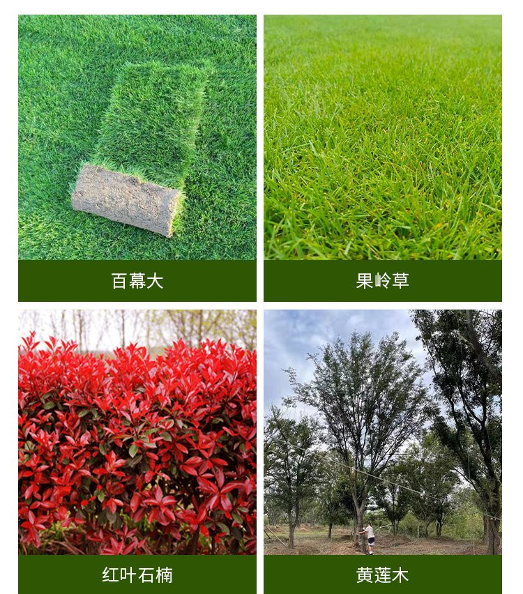 This year's 15cm Chinese tallow tree, street tree, Chinese tallow base color leaf tree project, greening landscape tree