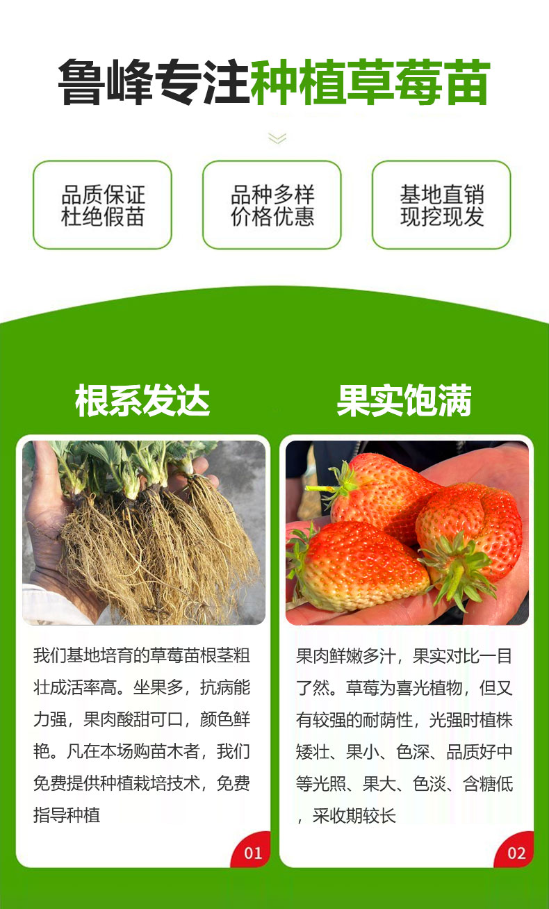 Zhang Ji's Strawberry Seedlings for Sightseeing Agriculture Picking Use Developed Roots LF573 Lufeng Horticulture