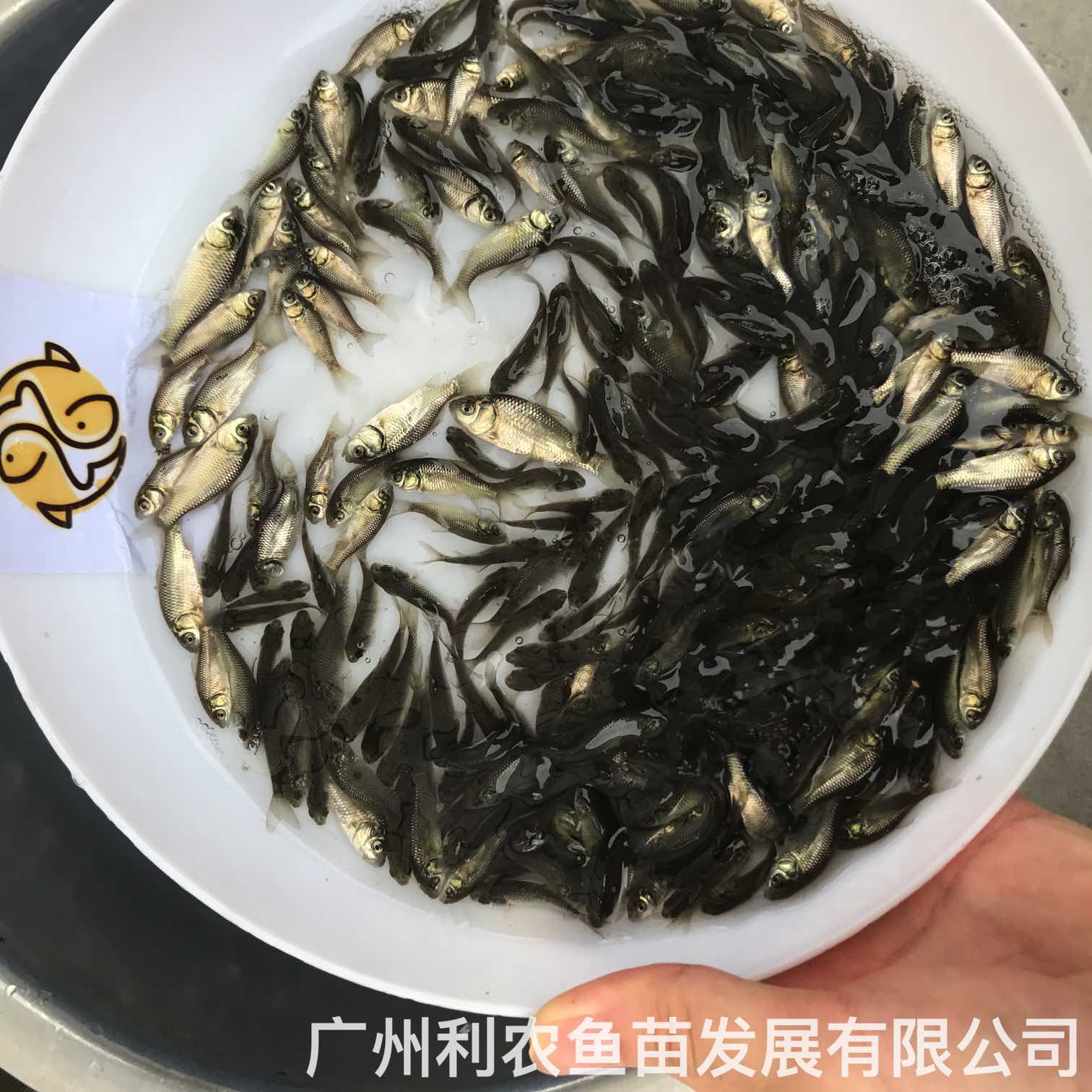 Wholesale of Zhongke No.5 and No.3 crucian carp fry can grow one kilogram in half a year, and can be shipped nationwide with cold resistance and fast growth