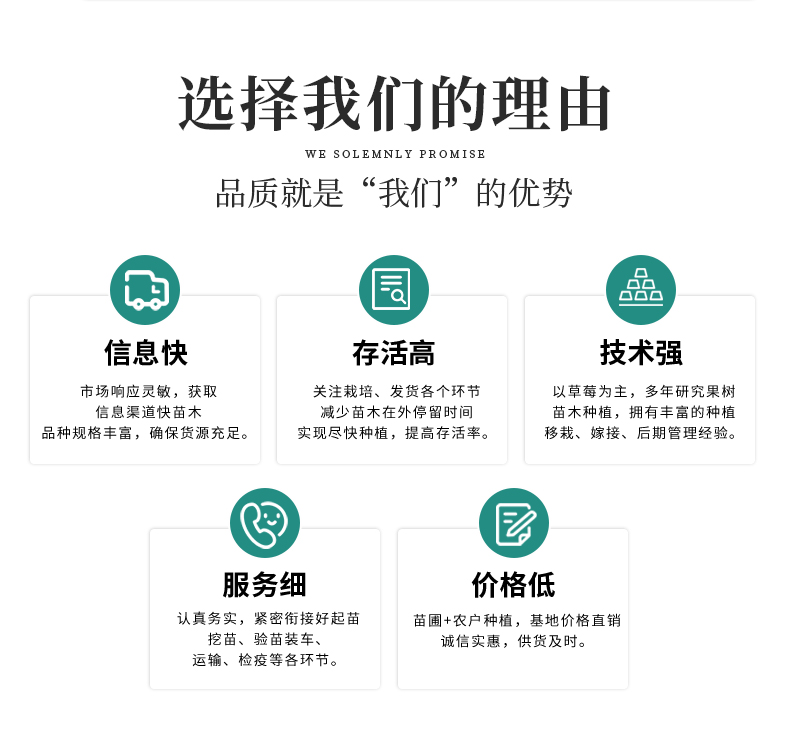 Fresh Chinese toon seedlings need to be rooted and sturdy. Intelligent forest seedlings planting base has a high survival rate and fast shipping speed