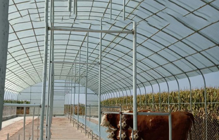 Shuaifeng Greenhouse Plastic Greenhouse Film Greenhouse Film PE Transparent Film Manufacturer Long term Cooperation Purchase by Phone