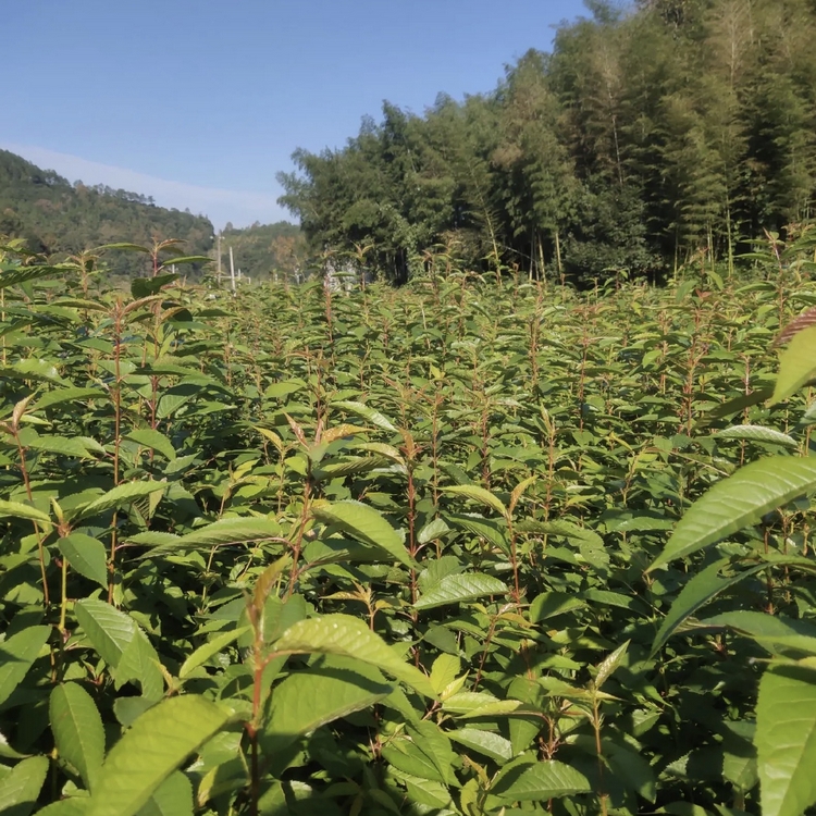 More than ten years of experience in seedling cultivation under the full process technical guidance of direct supply of Japanese cherry blossom seedlings by farmers