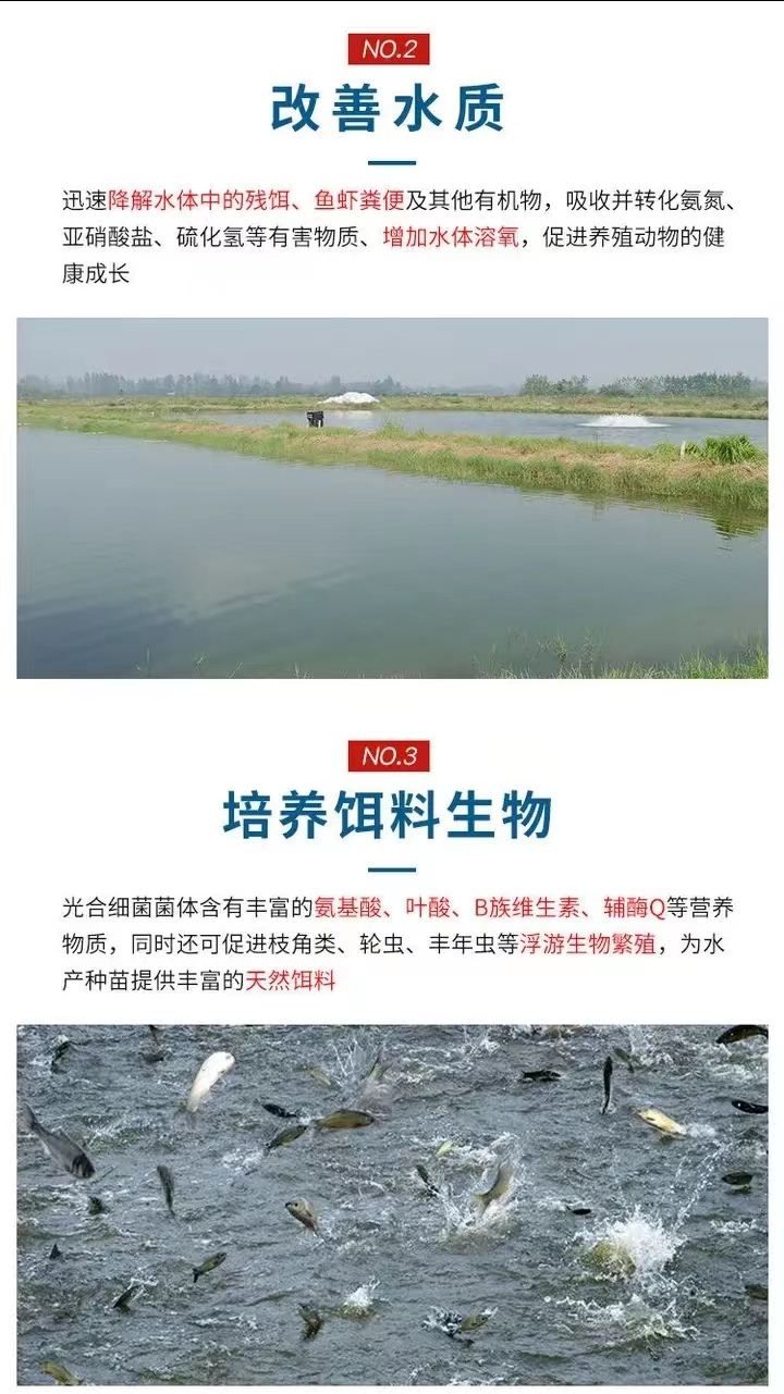 No need to expand the cultivation of photosynthetic bacteria in livestock and poultry feed. Adding fish body without fertilizer and exploding algae in ponds