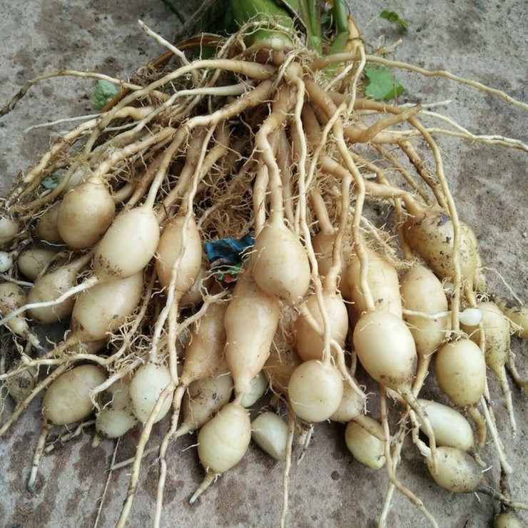 Dig and sell the Blue Heart Ginger Seedling Base now, directly distribute the contracted planting management technology, and the quality is pure and reliable