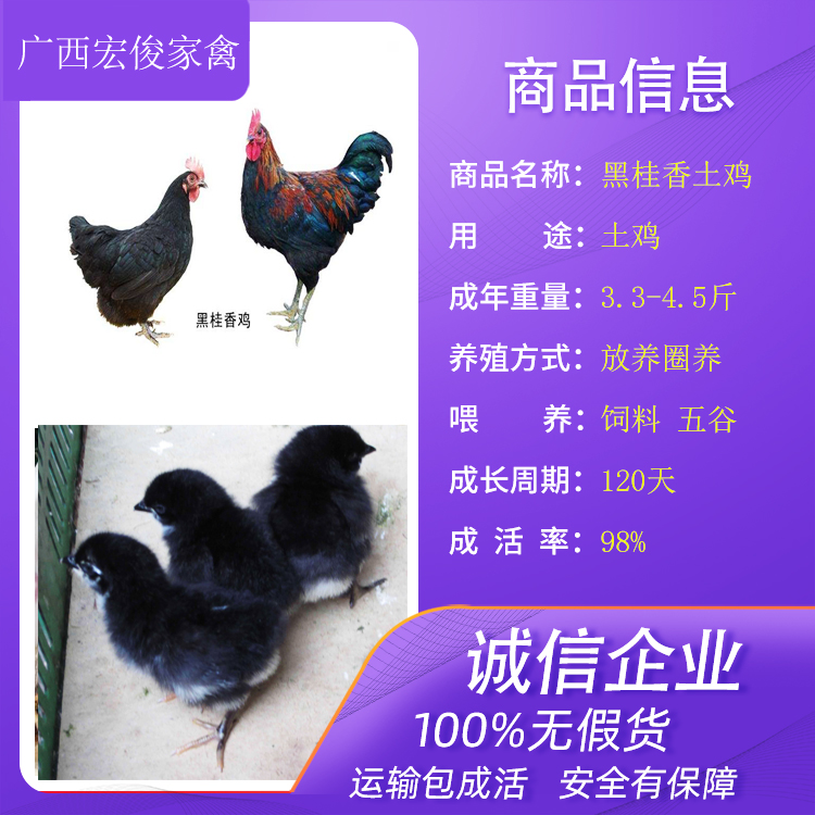 云南文山小鸡苗批发多少钱一只1斤左右鸡苗批发市场养鸡小妙招