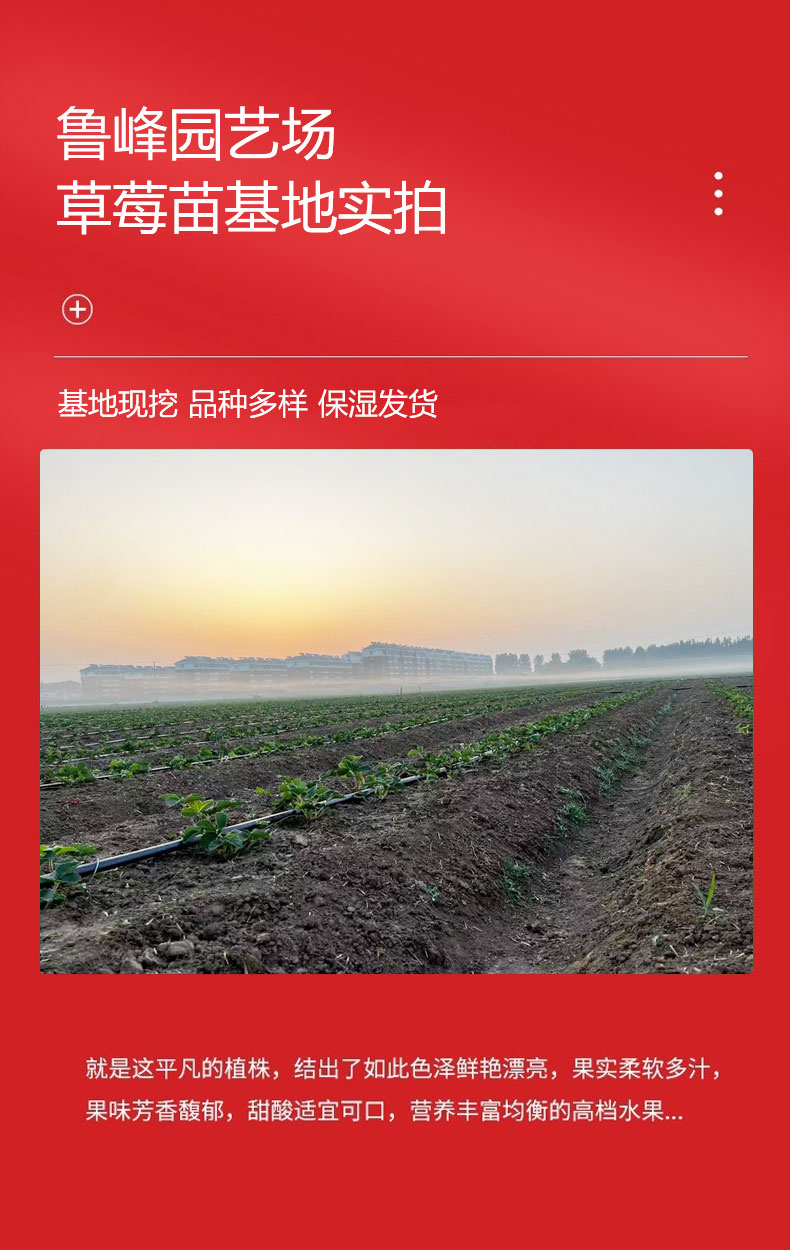 Spring Fragrance Strawberry Seedling and Fruit Seedling Base Cultivation and Utilization Strength Base Seedling Raising Lufeng