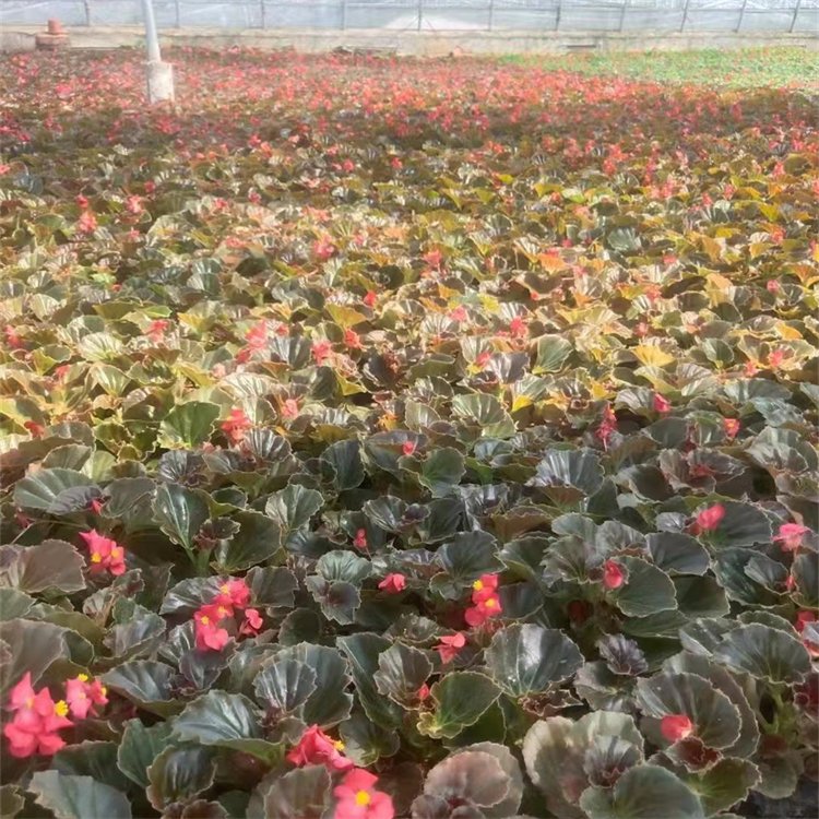 Four Seasons Begonia Seedling Flowering Period from March to December Perennial Greening Rental Ornamental Potting