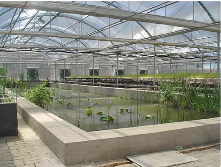 Shuaifeng Greenhouse Film Plastic Film Thickening Insulation Planting Greenhouse Film Plant Garden Transparent Plastic Cloth Manufacturer Wholesale