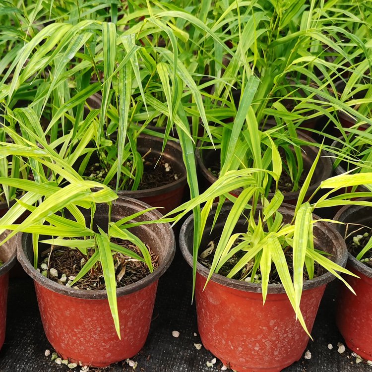 Golden Leaf Box Root Grass, Small Seedlings, Flower and Seedling Base Ships Large Quantity for Long Term Supply