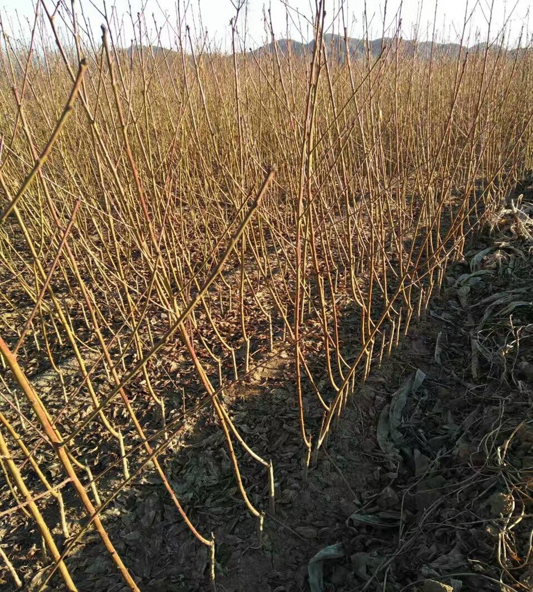 The grafting varieties of peach seedlings and mountain peach seedlings occupy land and are supplied by agricultural manufacturers in Dawangyun