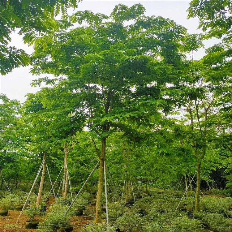 花旗木 泰国樱花景区园林公园造景绿化行道庭院别墅区点缀工程苗木