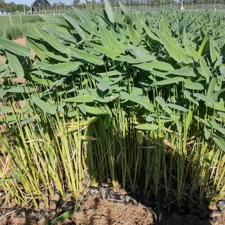 Reaching Flower Seedling Cultivation Base for Perennial Emergent Grass Plants of Zailihua