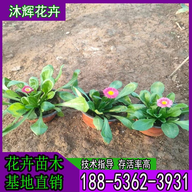 沐辉 雏菊 花色鲜艳 适应性较强 小区公园绿化 景区用工程苗