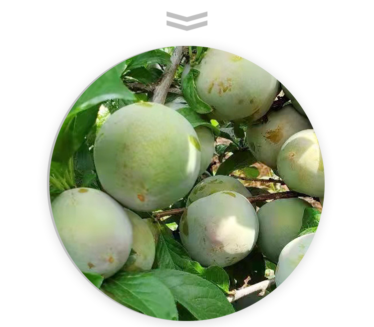 Tasty Emperor Plum Tree Seedling Dinosaur Egg Plum North South Suitable for Bee Sugar Plum Seedling West Plum Plum Seedling