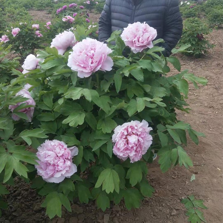 实体厂家 树干通直 非标定制 红色牡丹花 春秋园艺中心