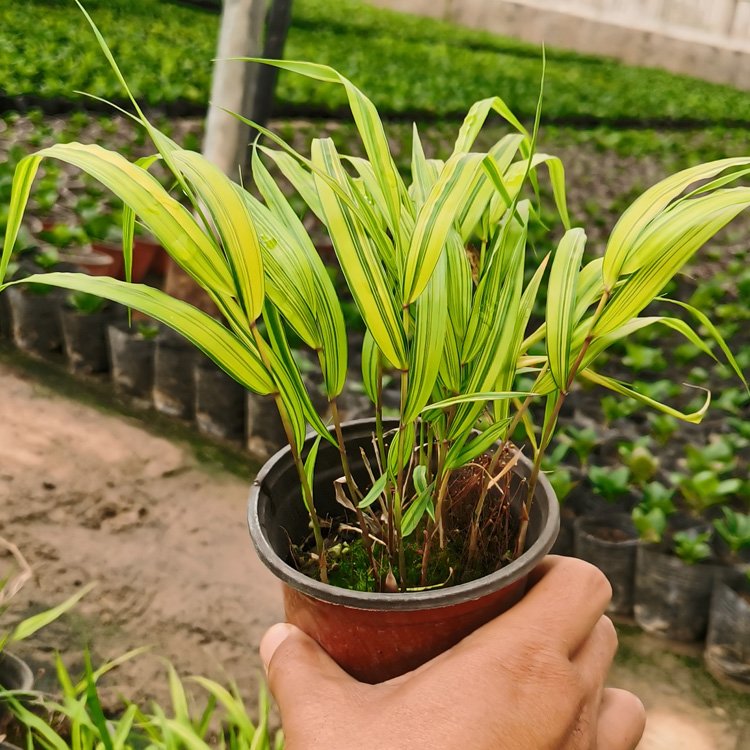 Golden Leaf Box Root Grass, Small Seedlings, Flower and Seedling Base Ships Large Quantity for Long Term Supply