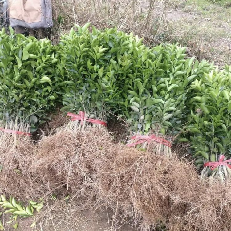 苗木合作社自营基地供应砂糖橘树苗 多年生根系发达 成活高规格齐全