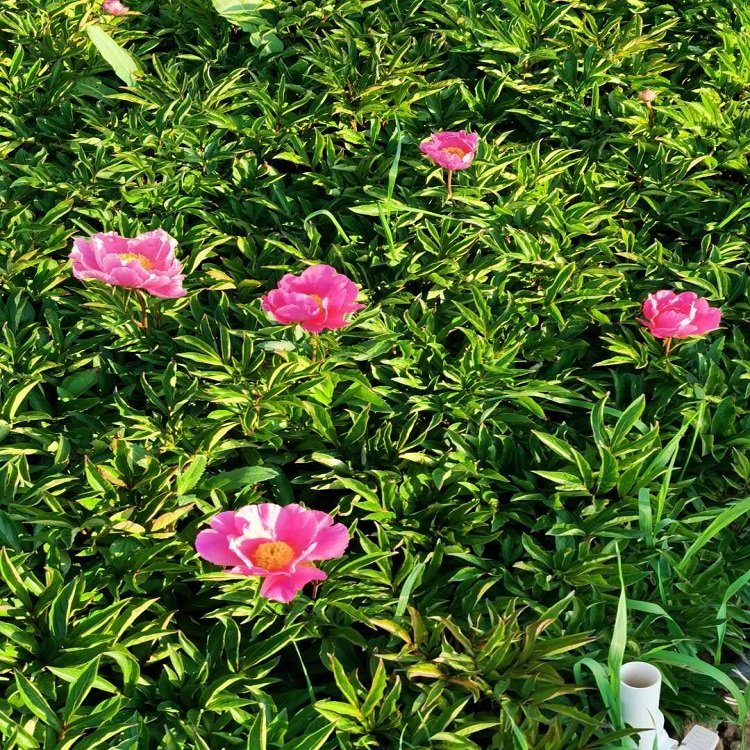 Potted ornamental peony green seedlings, single petal double petal flowers with thick and sturdy roots, and several cultivated and shipped from the base